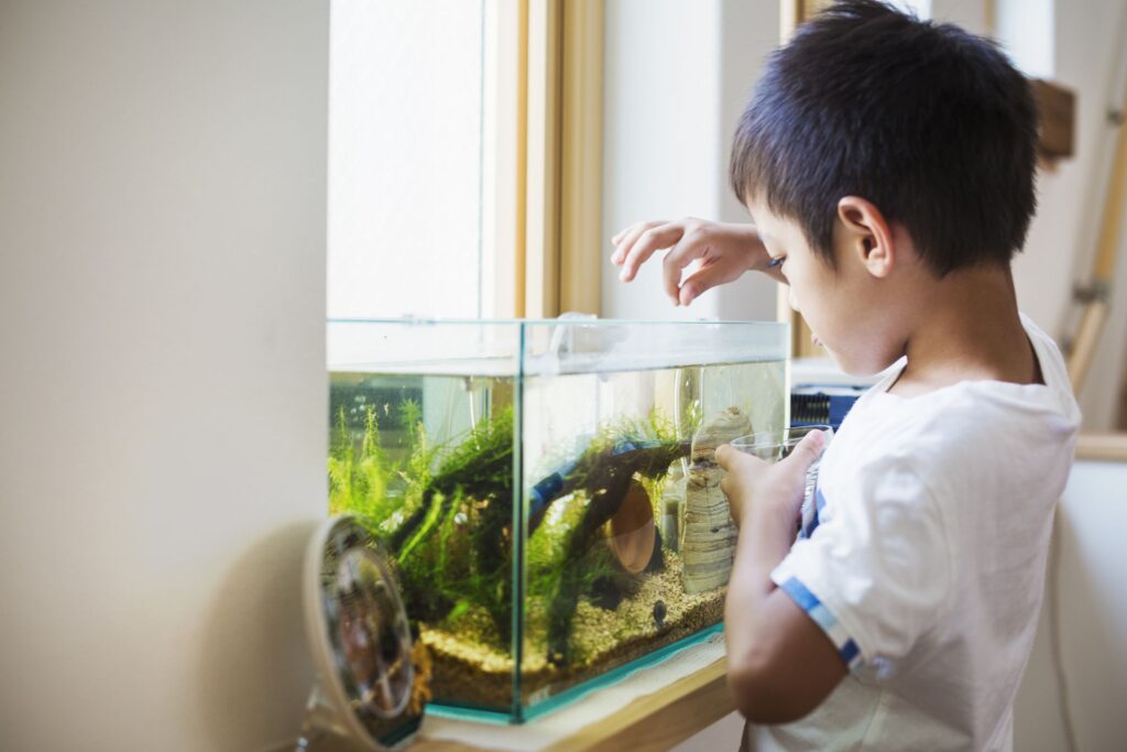 Cara melatih anak autis memberi makan ikan secara teratur