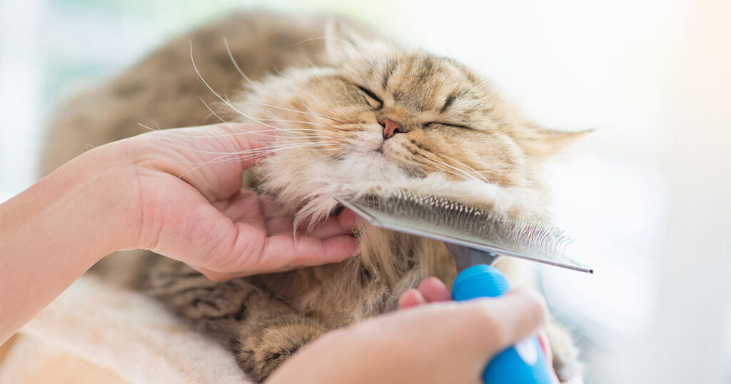 Cara menghadapi anak autis yang takut bulu kucing