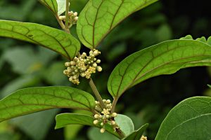 Herbal Diabetes Ampuh - Gymnema (Gymnema sylvestre)