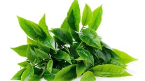 Daun Teh Hijau sebagai herbal hipertensi